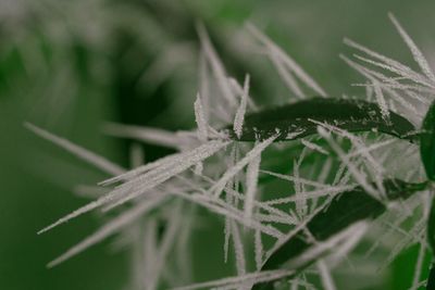 Close-up of insect on plant