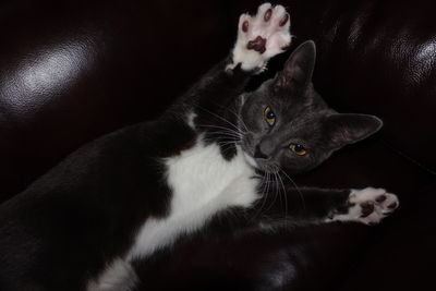 Close-up portrait of cat