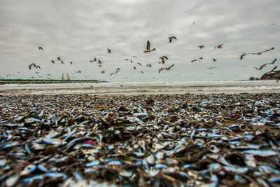 Surface level view of dead sardines on shore against birds flying over sea