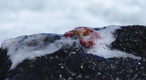 Close-up of surf covered crab on rock