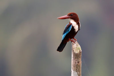 Close-up of bird perching on wooden post