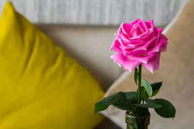 Close-up of pink rose