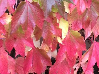 Full frame shot of leaves