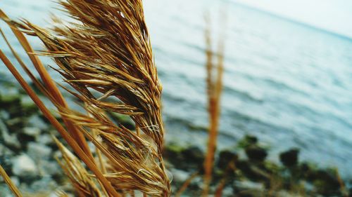 Close-up of plant growing against sea