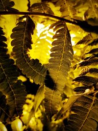 Close-up of autumn leaf