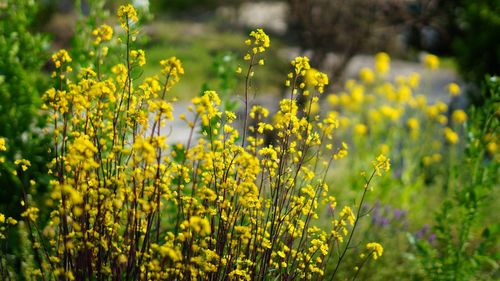 Yellow flowering plants on field