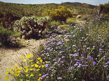 Flowers on landscape