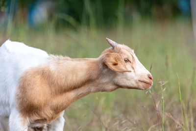 Close-up of deer on field
