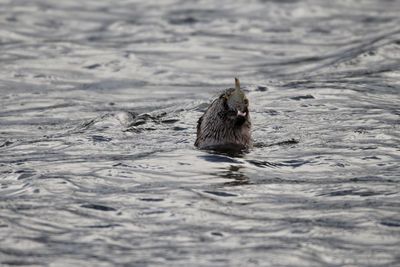 Otter swimming in a lake