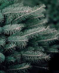 Close-up of palm tree