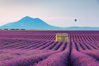 Scenic view of lavender field by mountains against sky