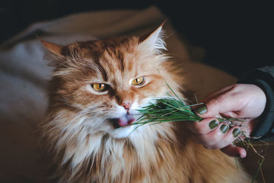 Ginger fluffy cat eating grass