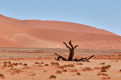 Tree in the namib desert