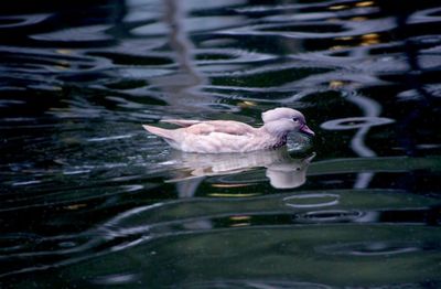 Duck swimming in lake