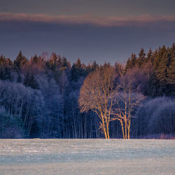 A beautiful winter landscape of forest. first snow in norther europe. 