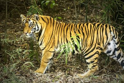 Tiger walking in forest