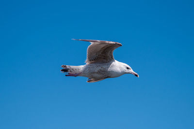 Low angle view of seagull flying