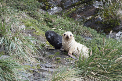 View of dog on rock