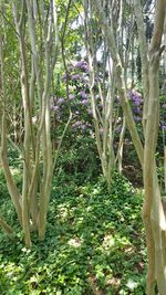 Trees growing in forest