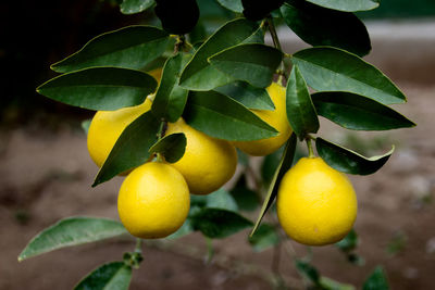 Close-up of lemons on plant
