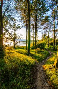 Scenic view of trees growing on land against sky