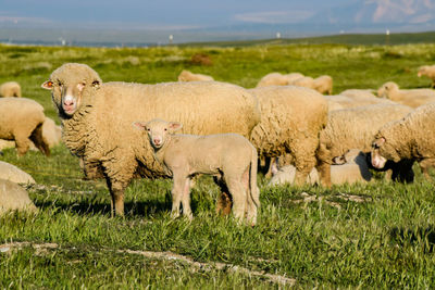 Herd of sheep on grassy field against sky