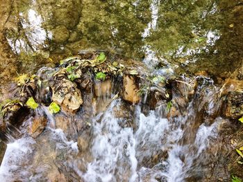 Low angle view of waterfall in forest