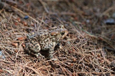 High angle view of toad on field