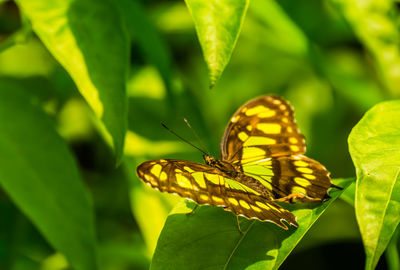 Close-up of butterfly on leaf