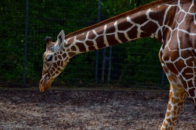 Close-up of giraffe at zoo