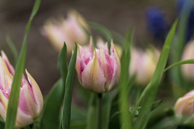 Close-up of pink tulip flowers