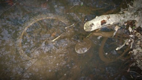 High angle view of turtle swimming in water