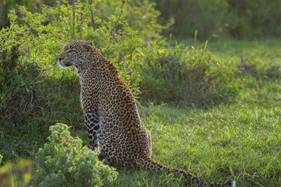 Full-length of leopard with back to camera, sitting in green shrubs