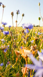 Close-up of fresh purple flowers blooming in field