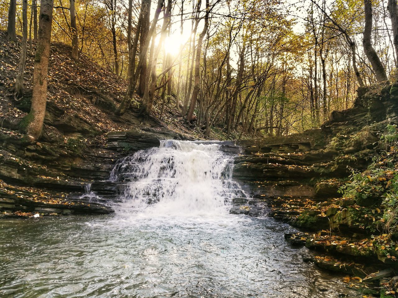 SCENIC VIEW OF STREAM FLOWING THROUGH TREES IN FOREST