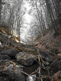 View of trees in forest