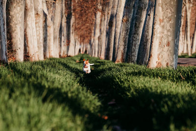 View of a cat looking away