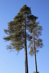 Low angle view of tree against clear blue sky