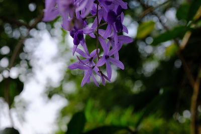 Close-up of purple flowering plant