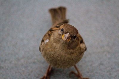 Close-up of bird