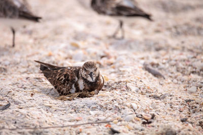 Nesting ruddy turnstone wading bird arenaria interpres along the shoreline of barefoot beach