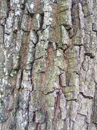 Full frame shot of tree trunk