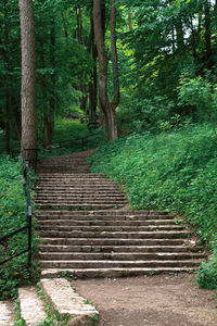 Staircase in forest