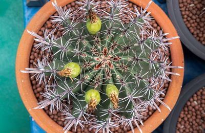 High angle view of potted cactus plant in pot