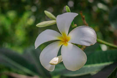 Close-up of white flowering plant