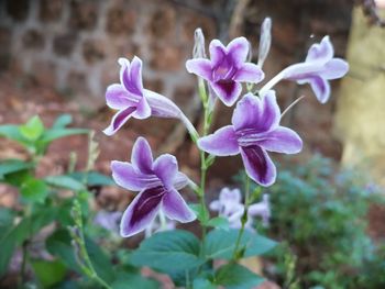 Close-up of purple flowering plant