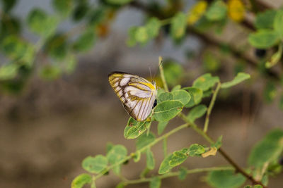 Butterfly on leaf