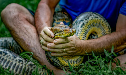 A big and ferocious python catches snakes by hand, beautiful striped boa in a fertile forest.