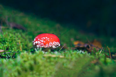 mushroom