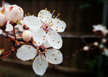Close-up of white flowers blooming on tree